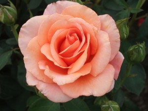 WARM WISHES (hybrid tea)